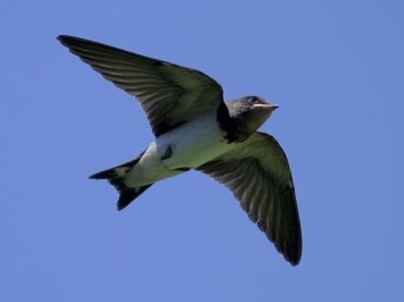 2026年5月30日の野鳥公園