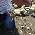 夏が来れば思い出すというか…春から夏までの釣果記録。