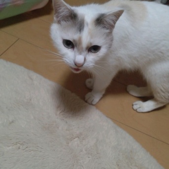 実物のﾈｺﾁｬﾝたちセカンド279