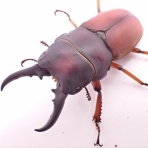 クワガタ備忘録