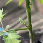 かえるのひとりごと