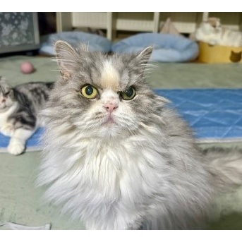 カリカリを食べたがらない高齢猫の食事の工夫