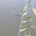 ��������ⴢ�ä���������襷�������������ᤤ�Ƥ�������ͽ���̤�¤ص����˹Ԥä���ޤ���(^^)/