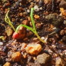 ホウレン草の発芽とキャベツの事など