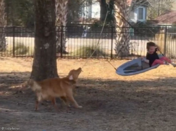 遊具をクルクル回すのが上手な犬…乗っている女の子は大はしゃぎ