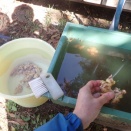 いろいろ水洗い・天日干し、米の水分量確認＆生ゴミの堆肥場作り👌