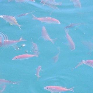 土佐料理　旬の鰹がゆく！