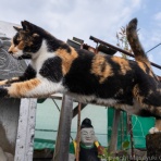 猫写真家・沖 昌之のブログ　野良ねこちゃんねる。　