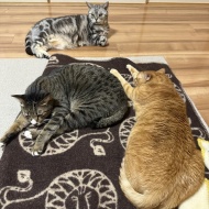 9年ぶりの日本に戸惑う人間と、チャリティーTシャツ＆ポロシャツ販売のお知らせ