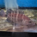 今週のお魚