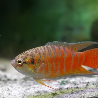 呉のメバル師