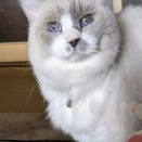 ラグが旅立ちました🌈✨