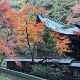 『内々神社の紅葉が見頃。敷地内には回遊式の日本庭園も（春日井市内津町）』の画像