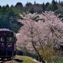 信楽高原鐵道と桜③