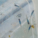 今週は怒涛の一週間になりそう