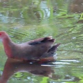 ヒクイナの蔵出し画像🦜🖥️（多々良沼公園）