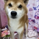 トリミング