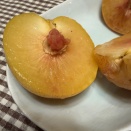 乳首状のタネ