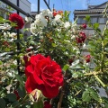 薔薇の季節