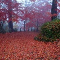 再び今年は紅葉がいいかも？