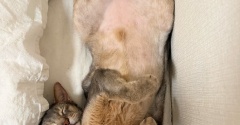 猫ベッドサイズに収まってヘソ天する、眠りのプロぼくちん