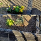 浜松市豊田川　花のボランティア活動　2026.2.18