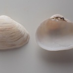 図鑑を作る（二枚貝編）