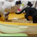 うんち顔コレクション