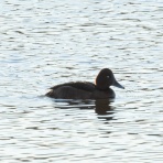 ふなきちのフィールドノート