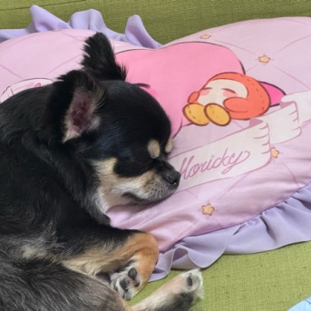 人みたいに寝るチワワ◆か、かわいい…