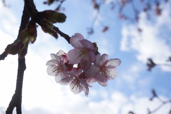 ひなたあきらのおけまる公認心理師たん 第3回公認心理師試験