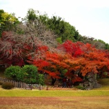 『紅葉狩りｽﾎﾟｯﾄ🍂『2025.11 岡山後楽園⑤』岡山市北区後楽園』の画像