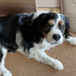 イヌじゃないの、ムスメなの☆