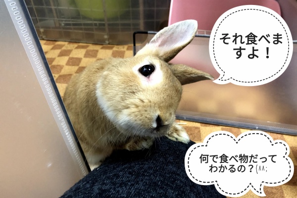 ぺろぺろうさぎぷうの部屋 うさぎのしっぽ