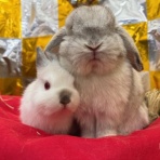 うさぎブログ　うさぎのしっぽ公式ブログ「日々しっぽ」