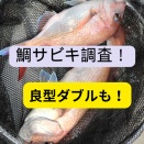 2026 02 26 鯛サビキ調査