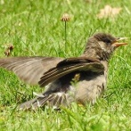 2026年6月19日の野鳥公園
