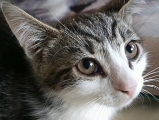 友人に「正月の帰省中、アパートに猫置いてくから餌とトイレを」と頼まれた。最初は威嚇されたけど日参するうちに慣れてきたが・・・【再】