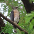 野鳥雀鷹（ツミ）の幼鳥を撮る23🦅📸（太田市）