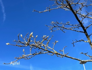 再始動とコブシの木♪