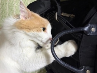 猫が噛んだもので一番高かったものは何？