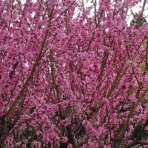 小さなしょっぷのひとりごと