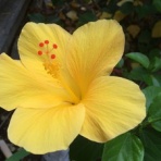 宿主つれづれ気まぐれ日記