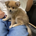 8月後半にお迎えされた子