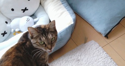 実物のﾈｺﾁｬﾝたちセカンド86