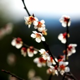 『2026.3 ㊗満開【神代梅の里公園】(H) / 岡山県津山市神代』の画像