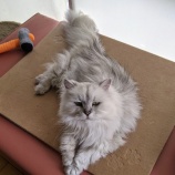 『ペルシャ猫のシスルちゃん』の画像
