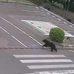 【ヤバイ】工場にクマが侵入、麻酔銃使用が許可される→撃ち込んだ結果、まさかすぎる事態に…