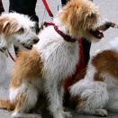 犬って霊よけになるらしいよ。  犬に吠えられると霊もうるさく感じるらしい。【再】