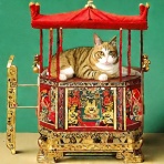 穏やかな日、猫との生活